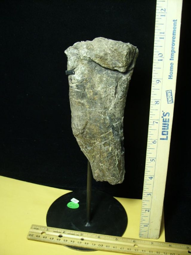 Partial Dinosaur Humerus  Bone  (041021p)