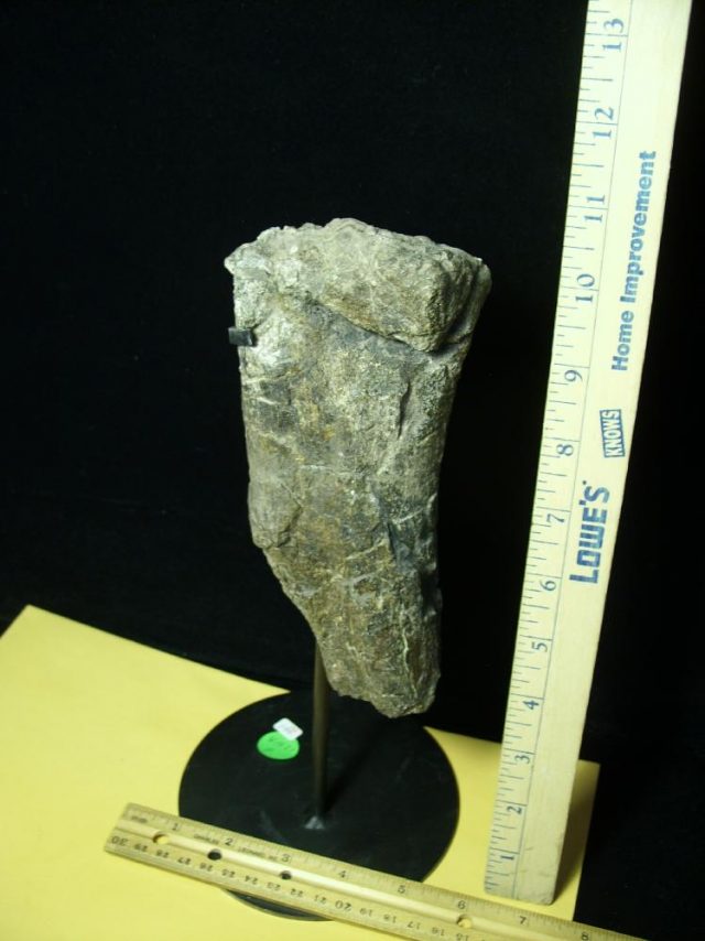 Partial Dinosaur Humerus  Bone  (041021p) - Image 2