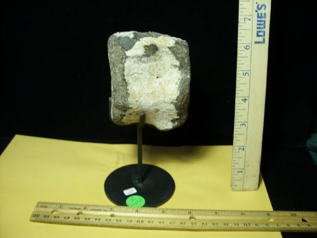 Allosaurus Tail Vertebra  (041021j)... ON HOLD for Chris P 05/29/2021 - Image 2
