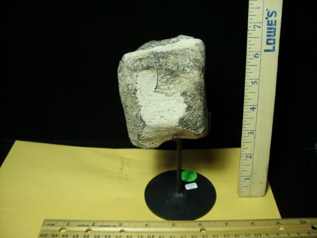 Allosaurus Tail Vertebra  (041021j)... ON HOLD for Chris P 05/29/2021