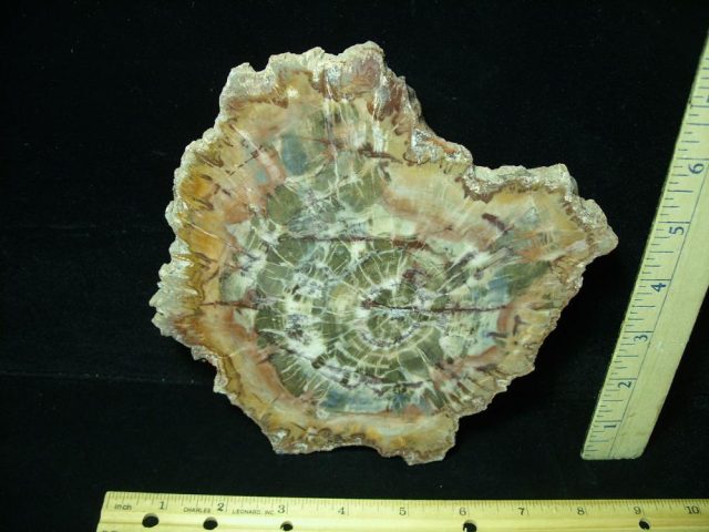 Arizona Petrified Wood (050621m)