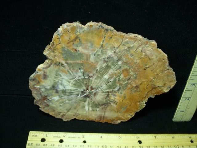 Arizona Petrified Wood (050721a)