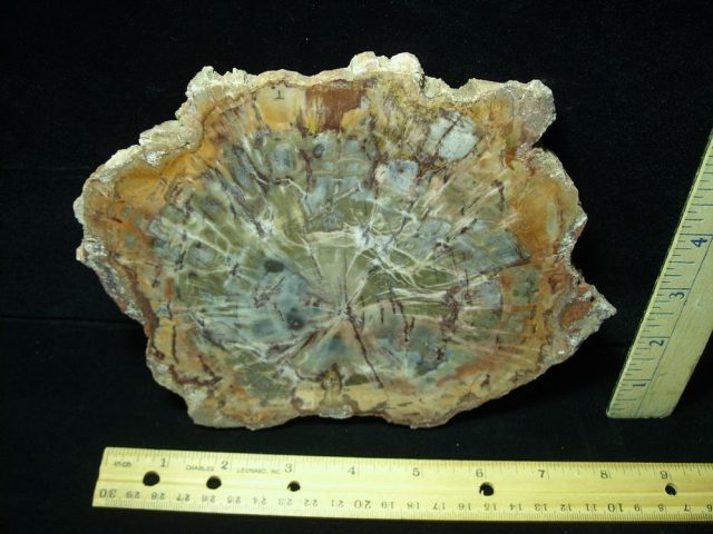 Arizona Petrified Wood (050721b)