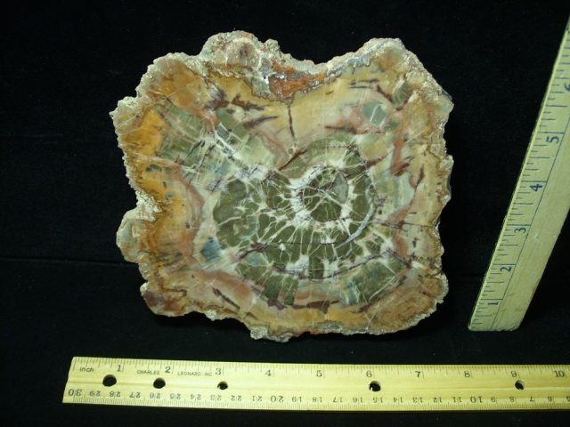 Arizona Petrified Wood (050721d)