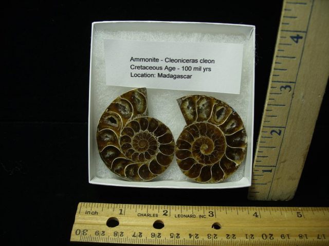 Beautiful Sliced & Polished Ammonite  (050721e)