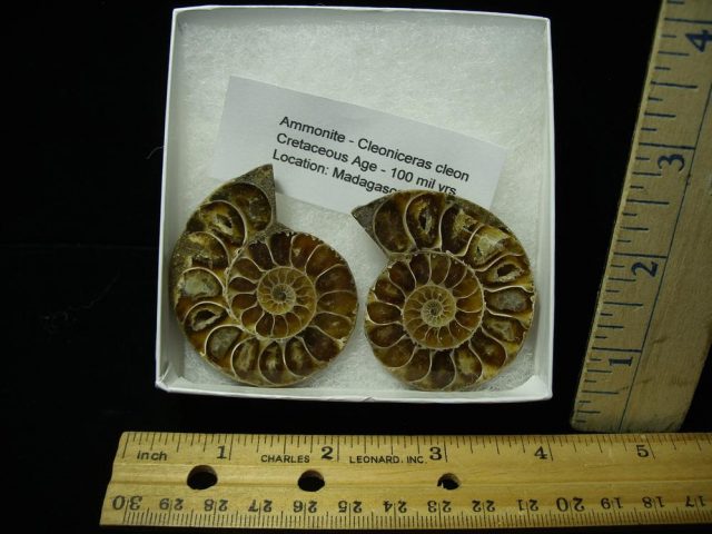Beautiful Sliced & Polished Ammonite  (050721g)