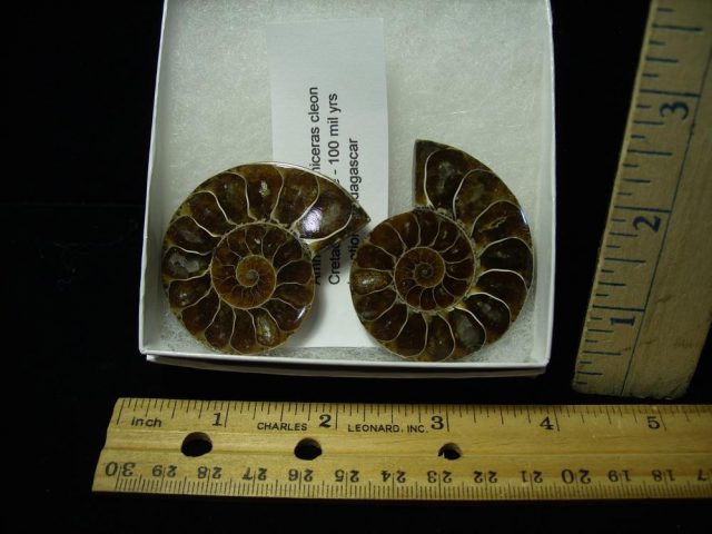 Beautiful Sliced & Polished Ammonite  (050721p)