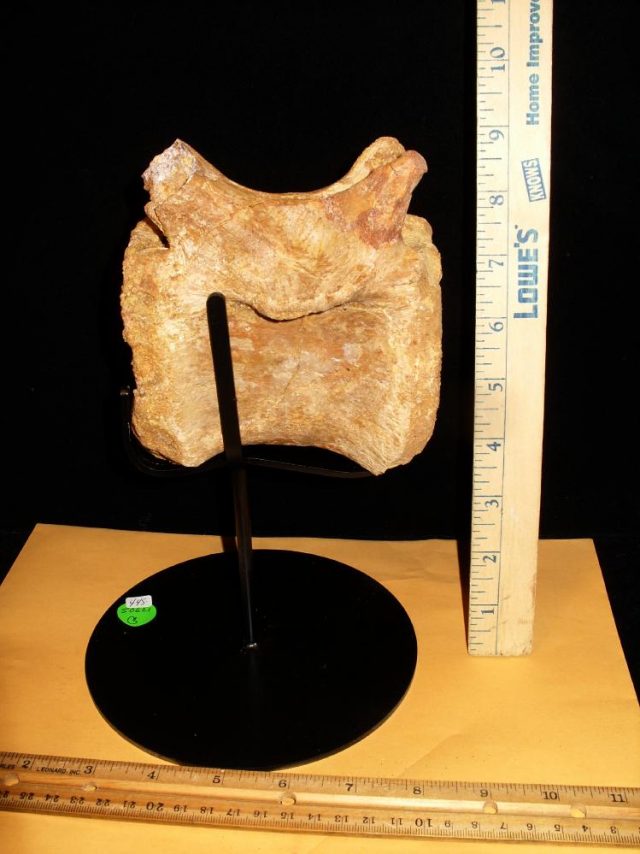Spinosaur Dinosaur Tail Vertebra