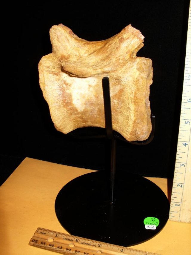 Spinosaur Dinosaur Tail Vertebra