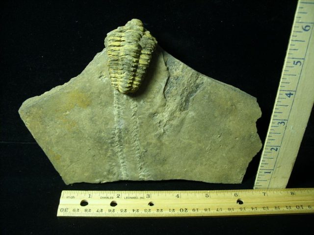 Fossilized Trilobite Tracks (050721x)