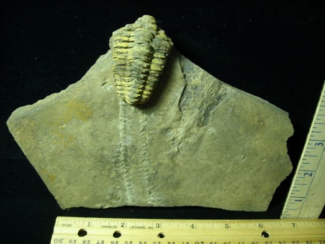 Fossilized Trilobite Tracks (050721x) - Image 2