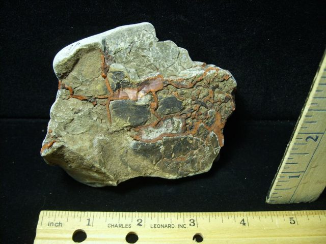 Dinosaur Coprolite  (Poop) (050821a) - Image 2