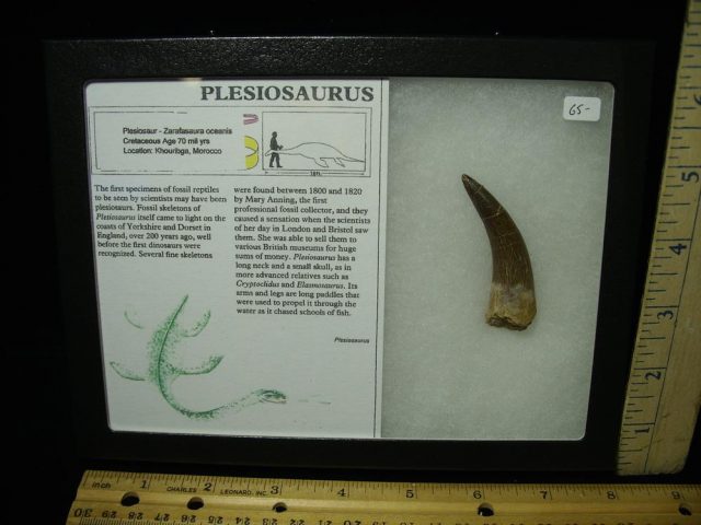 Plesiosaurus Dinosaur Tooth (042321r)