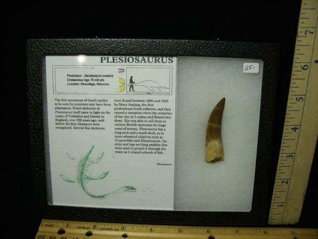 Plesiosaurus Dinosaur Tooth (042321s)