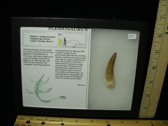 Plesiosaurus Dinosaur Tooth (042321w)