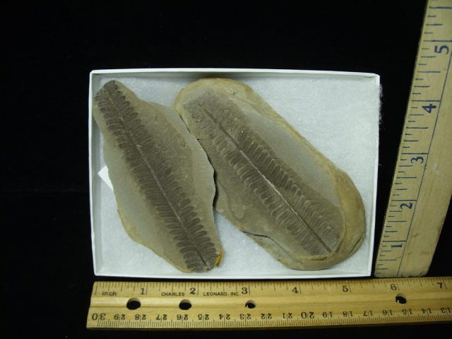 Mazon Creek Fern Fossil Nodule (050921a) 