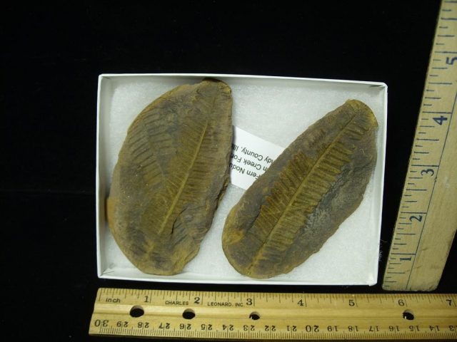 Mazon Creek Fern Fossil Nodule (050921b) 