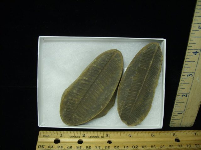 Mazon Creek Fern Fossil Nodule (050921e) 