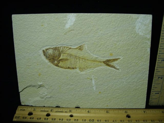 Diplomystus Fossil Fish Plate (051321k)