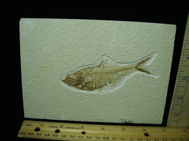 Diplomystus Fossil Fish Plate (051321n)