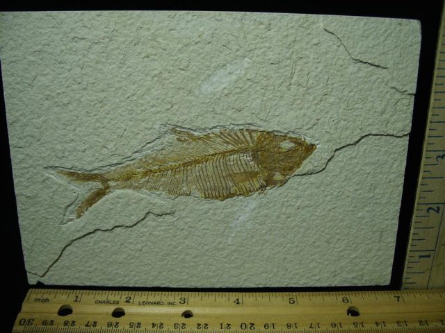Diplomystus Fossil Fish Plate (051321a)