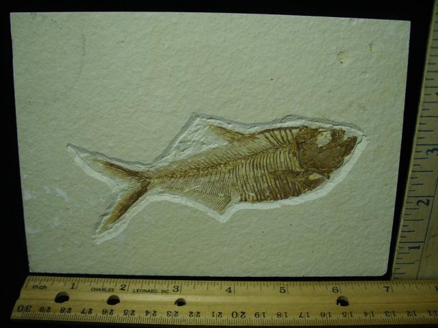 Diplomystus Fossil Fish Plate (051321b)