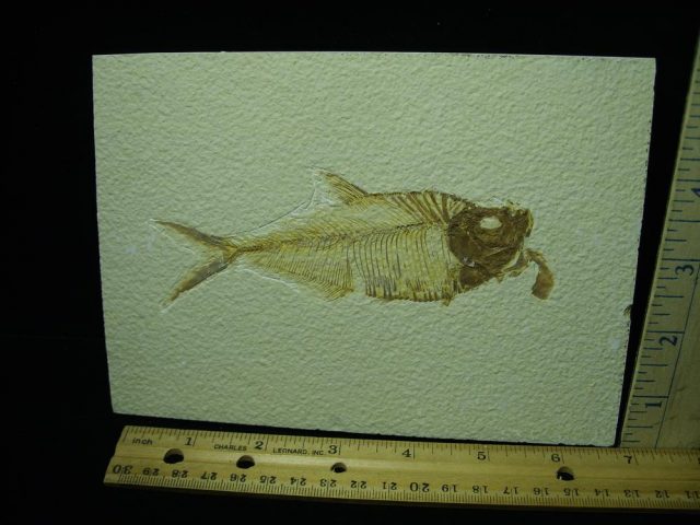 Diplomystus Fossil Fish Plate (051321d)