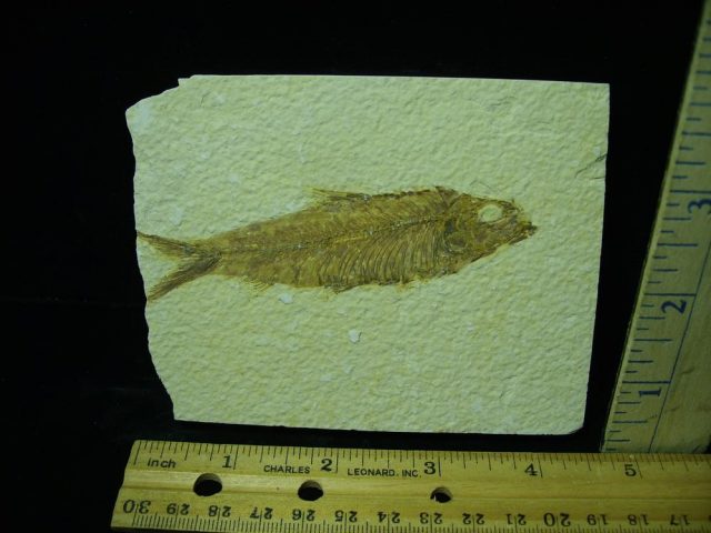 Fossilized “Green River” Fish (051421c)