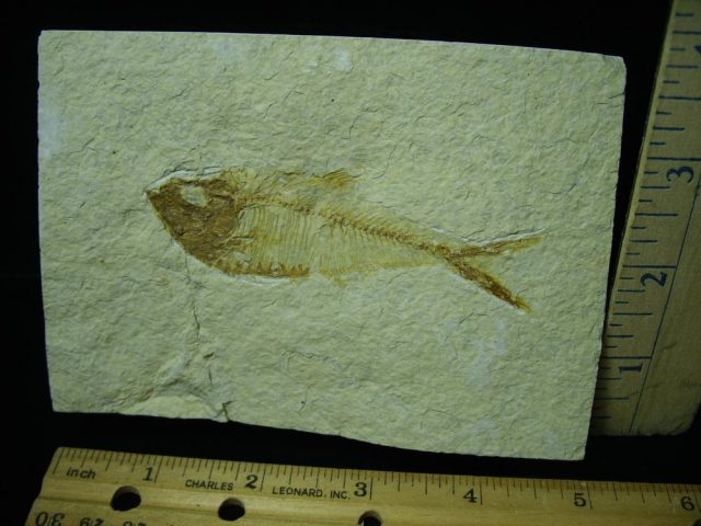 Fossilized “Green River” Fish (051421d)