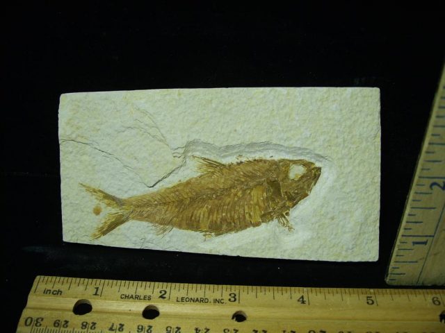Fossilized “Green River” Fish (051421g)