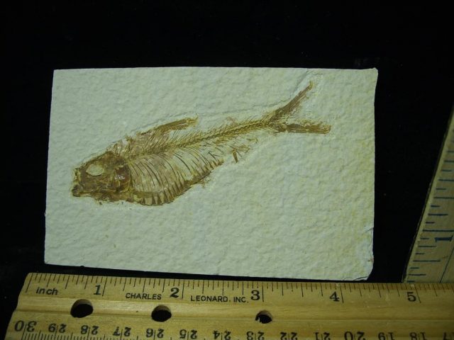 Fossilized “Green River” Fish (051421j)
