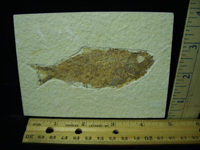 Fossilized “Green River” Fish (051421k)