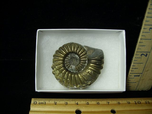 Pyritized Fossil Ammonite  (051521a)