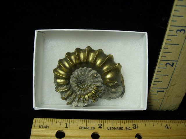 Pyritized Fossil Ammonite  (051521c)