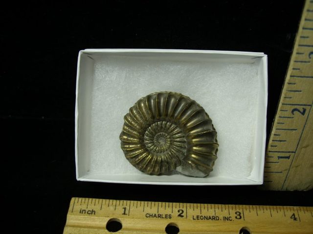 Pyritized Fossil Ammonite  (051521d)