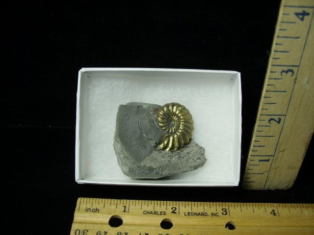 Pyritized Fossil Ammonite  (051521g)