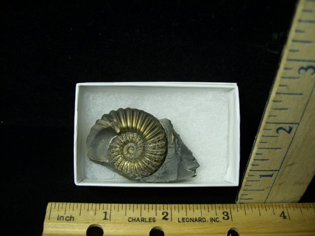 Pyritized Fossil Ammonite  (051521h)