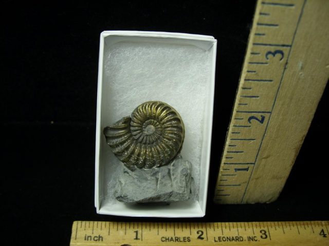 Pyritized Fossil Ammonite  (051521m)
