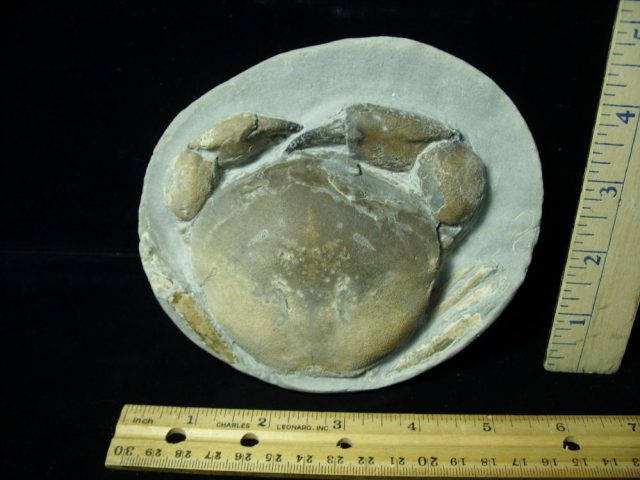 Fossil Crab in Stone Nodule (051421m)