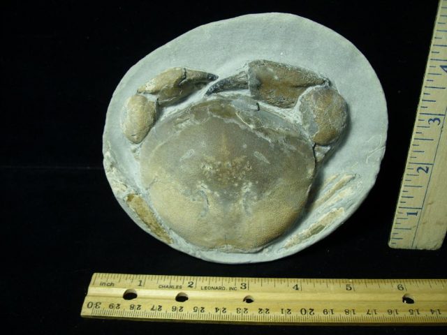 Fossil Crab in Stone Nodule (051421m) - Image 2