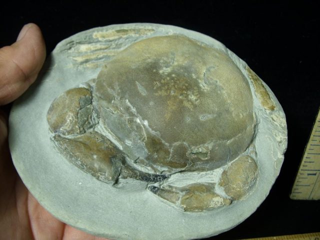Fossil Crab in Stone Nodule (051421m) - Image 3