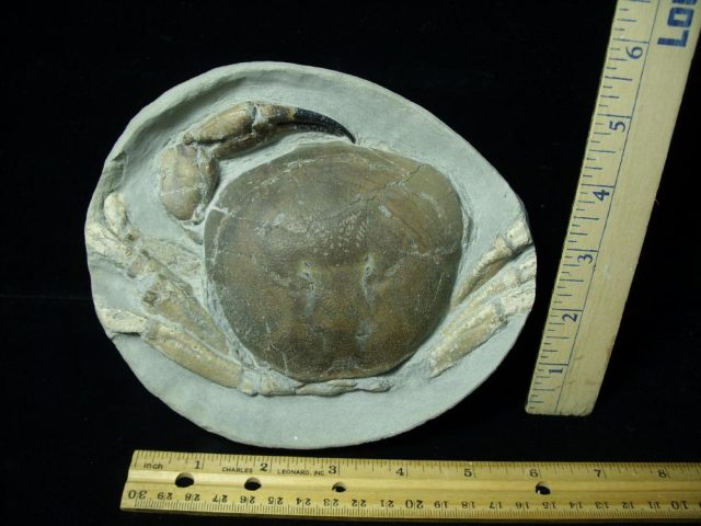 Fossil Crab in Stone Nodule (051421n)