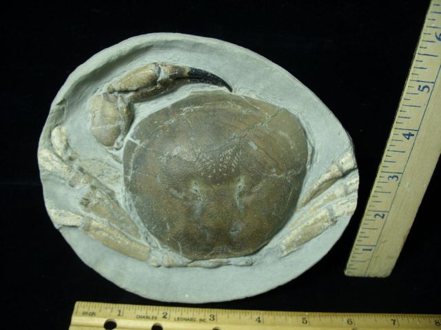 Fossil Crab in Stone Nodule (051421n) - Image 4