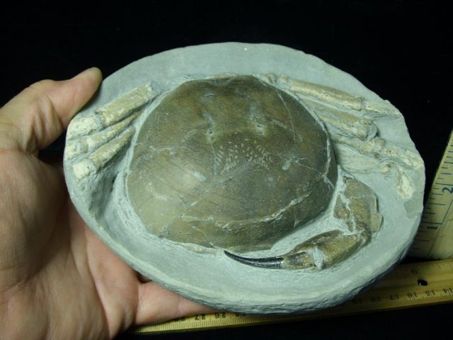 Fossil Crab in Stone Nodule (051421n) - Image 3