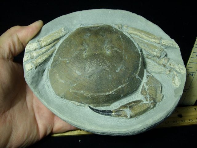Fossil Crab in Stone Nodule (051421n) - Image 2