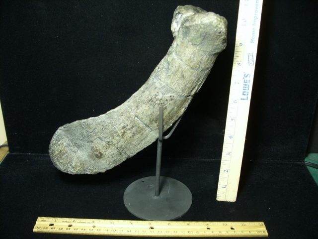 Camarasaurus Dinosaur Tail Chevron (047221f)  **ON HOLD for Matt R 05/29/21