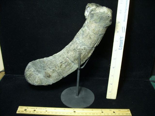 Camarasaurus Dinosaur Tail Chevron (047221f)  **ON HOLD for Matt R 05/29/21 - Image 2
