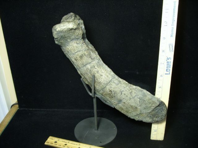 Camarasaurus Dinosaur Tail Chevron (047221f)  **ON HOLD for Matt R 05/29/21 - Image 3
