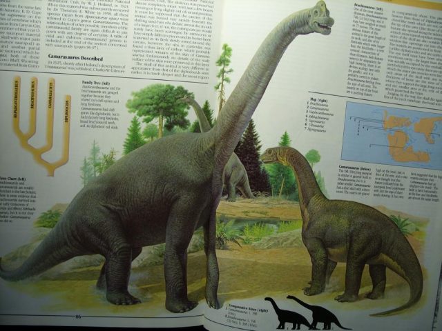 Camarasaurus Dinosaur Tooth (012823c) - Image 2