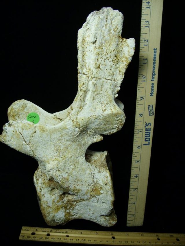 Authentic Carcharodontosaurus Dinosaur Vertebra (052721k) - Image 3